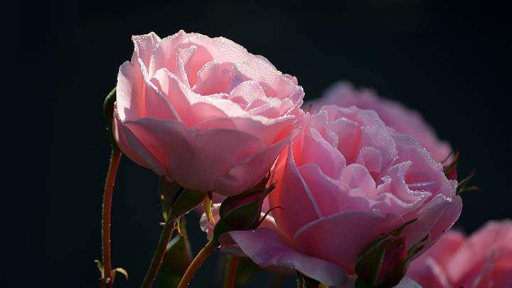 快连下载Windows完整版：官方直链获取与安装教程解析 二