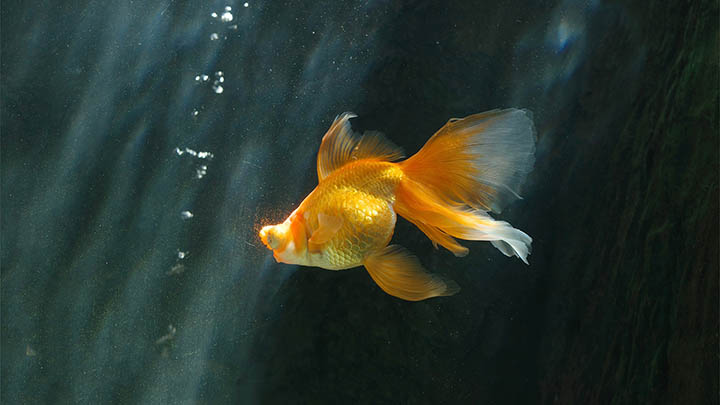 快连VPN下载：平板兼容问题及优化指南解析5大方式 二