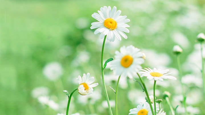 快连下载安装后白屏怎么办?试试这几个简单解决方法! 快连下载安装后白屏怎么办?试试这几个简单解决方法! 二