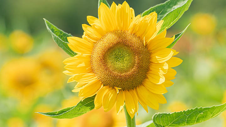 快连VPN下载安装后连接慢？简单解决方案助你畅享高速网络体验 二