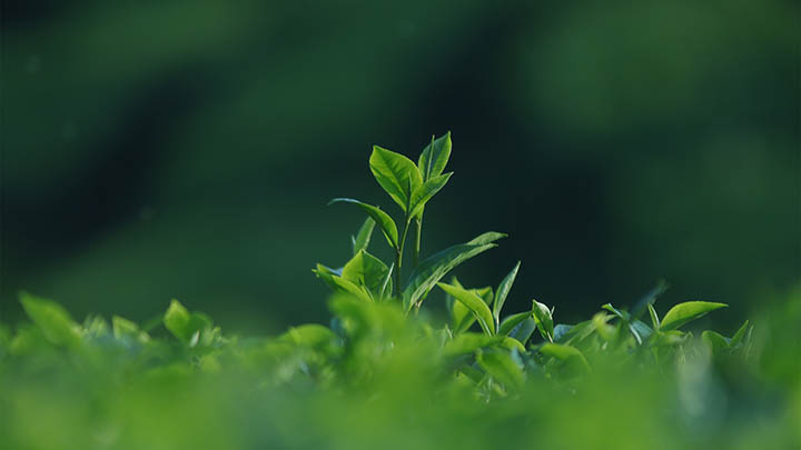 快连下载安装后连接保护:如何高效配置安全设置确保网络不掉线 快连下载安装后连接保护:如何高效配置安全设置确保网络不掉线 二